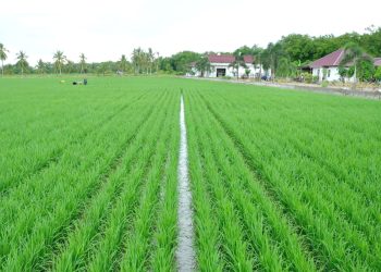 Realisasi Tanam Padi di Kalbar Capai 191.909 Hektar