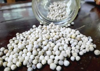 Sempat Redup, Lada Desa Empura Siap Jadi Primadona