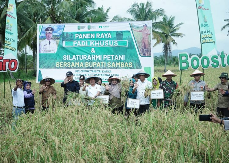 Kadis Tanaman Pangan dan Hortikultura Provinsi Kalbar, Florentinus Anum panen raya di Kabupaten Sambas, Kalbar.(ist)