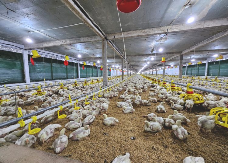 Perusahaan peternakan ayam di Kelurahan Sedau dan Kelurahan Pangmilang, Kecamatan Singkawang Selatan, Kalimantan Barat.(ist)