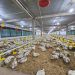 Industri Peternakan Ayam Optimis Tingkatkan Produktivitas Usaha