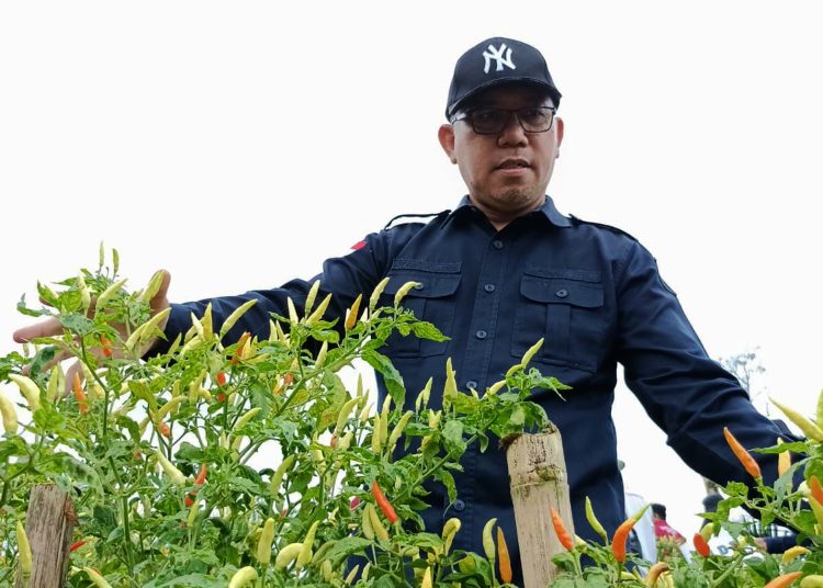 Kepala Dinas Tanaman Pangan dan Hortikultura Provinsi Kalimantan Barat Ir. Florentinus Anum panen raya cabai di Gapoktan Benua Raya Dusun Repun Desa Cempedak Kecamatan Tayan Hilir Kabupaten Sanggau, Rabu.(ist)