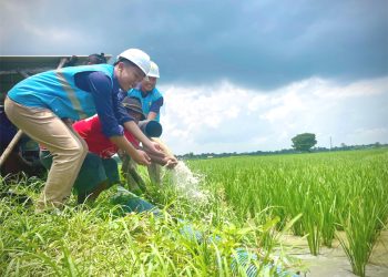 Electrifying Agriculture PLN Bikin Biaya Operasional Petani Hemat