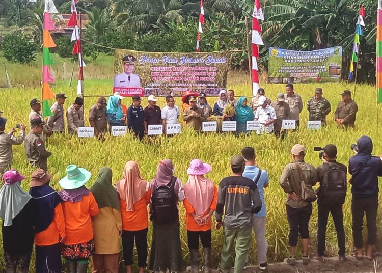 Kepala Dinas Tanaman Pangan dan Hortikultura Provinsi Kalimantan Barat (Kalbar) Florentinus Anum saat panen padi.(ist)