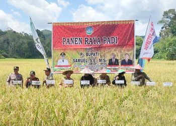 Panen Raya Padi Gapoktan Angan Jaya