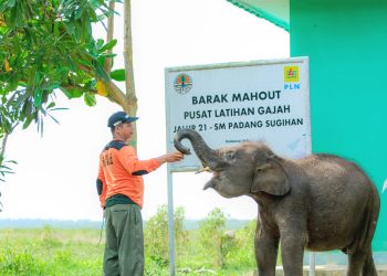 PLN Ikut Aktif Lestarikan Gajah Sumatra, Sediakan Kendaraan Patroli Hewan