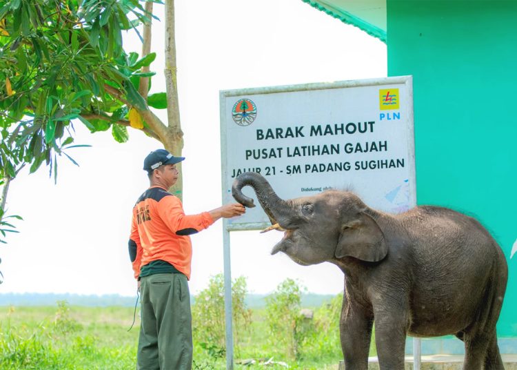 PLN Indonesia Power (PLNIP) turut aktif melestarikan Gajah Sumatra.(is)