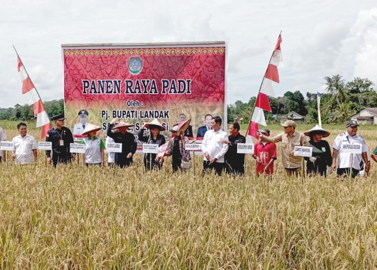 Panen padi raya padi di Poktan Ne Beruang III Desa Semenok, Landak, Kalimantan Barat, Rabu. (ist)
