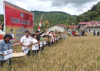 Realisasi Produksi Padi di Kalbar Hingga April 2024 Capai 406.920 ton GKG