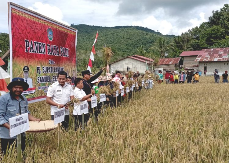 Panen raya padi di Kabupaten Landak.(ist)