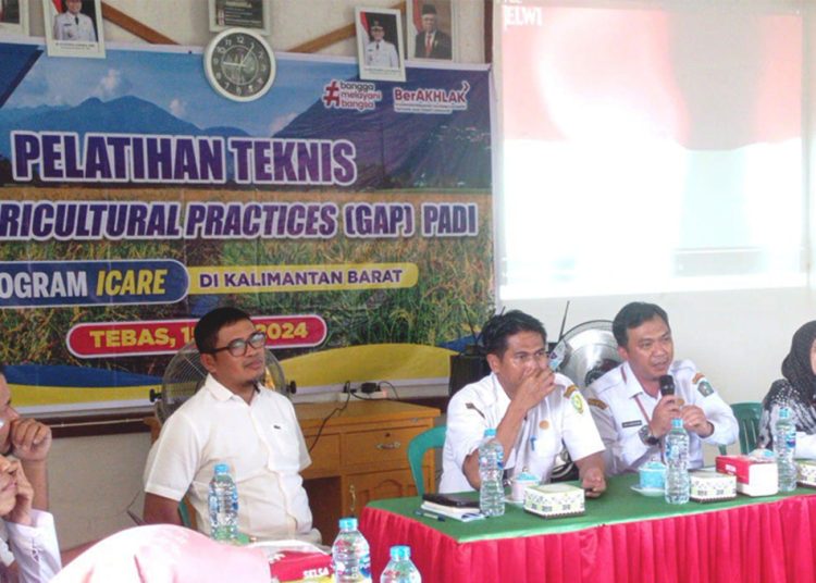 Kegiatan pelaksanaan pelatihan teknis GAP petani jerukd an padi di Tebas, Rabu.(ist)