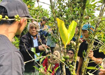 PLN Peduli, Lakukan Pelatihan Budidaya Kopi Liberika
