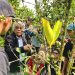 PLN Peduli, Lakukan Pelatihan Budidaya Kopi Liberika