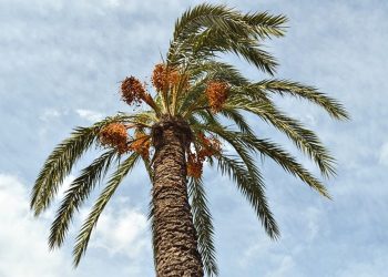 Rugikan Perusahaan Sawit, Kades Empunak Ambil Limbah MIKO Sepihak Secara Paksa