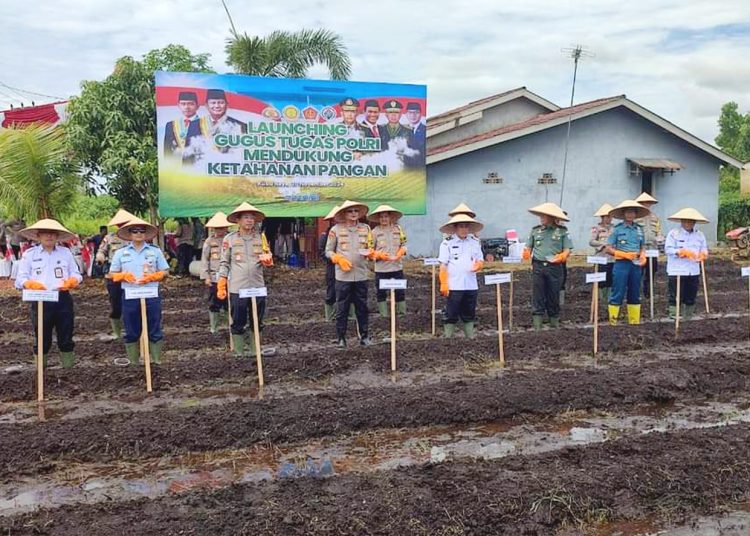 Penanaman jagung hibrida dalam kegiatan program Asta Cita di Kabupaten Kubu Raya, Kalbar.(ist)