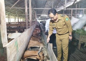 Pemprov Kalbar Optimalkan Peternakan Kambing Mendukung Makan Bergizi