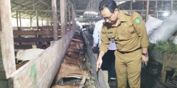 Pemprov Kalbar Optimalkan Peternakan Kambing Mendukung Makan Bergizi