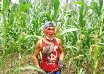 Kabupaten Bengkayang Masih Jadi Sentra Jagung di Kalbar