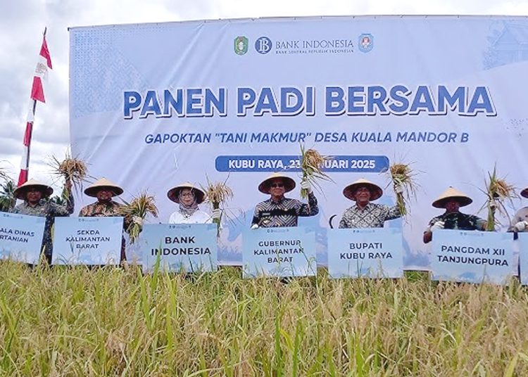 Panen padi Gapoktan Tani Makmur di Kuala Mandor B, Kabupaten Kubu Raya, Kalimantan Barat, Kamis. (ist)