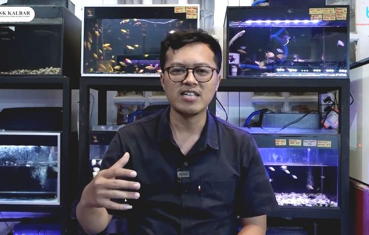Sufanditria Utama, owner Toko Ikan Hias Aquascape di Kubu Raya yang mengembangkan ikan hias dari hobi menjadi rejeki setelah bermitra dengan Bank Kalbar. (ist)
