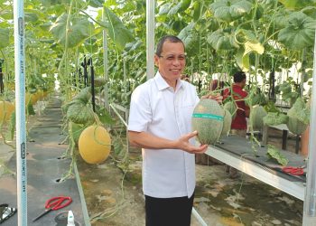 Rektor Untan Panen Perdana Buah Melon