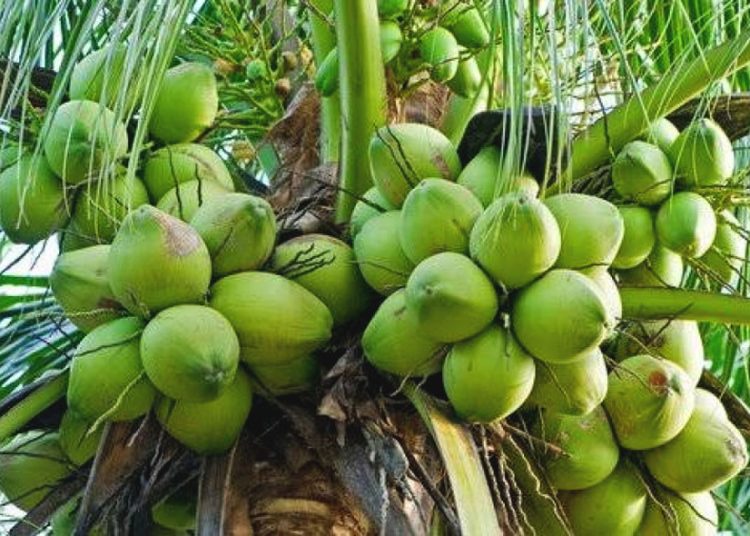 Foto ilustrasi kelapa hibrida. (net)