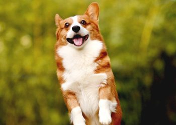 Mulai 2026, Memaki Pakai Sebutan Hewan Bisa Dipidana 9 Bulan