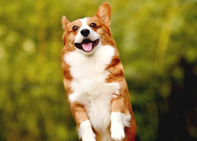 Foto ilustrasi. (pixabay)