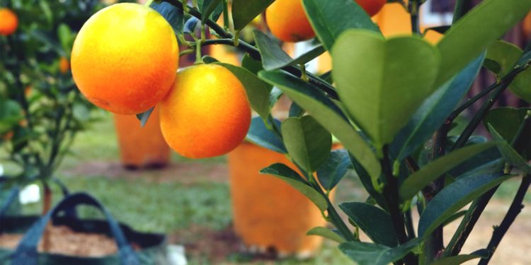 BRIN Kembangkan Lembaran Jeruk Gamindo B