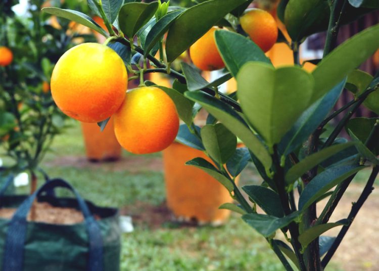 Inovasi lembaran jeruk Gamindo B dari BRIN mengubah buah lokal berumur simpan pendek menjadi pangan fungsional tinggi vitamin C yang praktis, bernilai tambah, menyehatkan, dan berpotensi dikembangkan oleh UMKM.(ist)