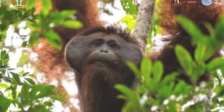 Orangutan yang Meresahkan Warga Dipulangkan ke Habitat Alaminya