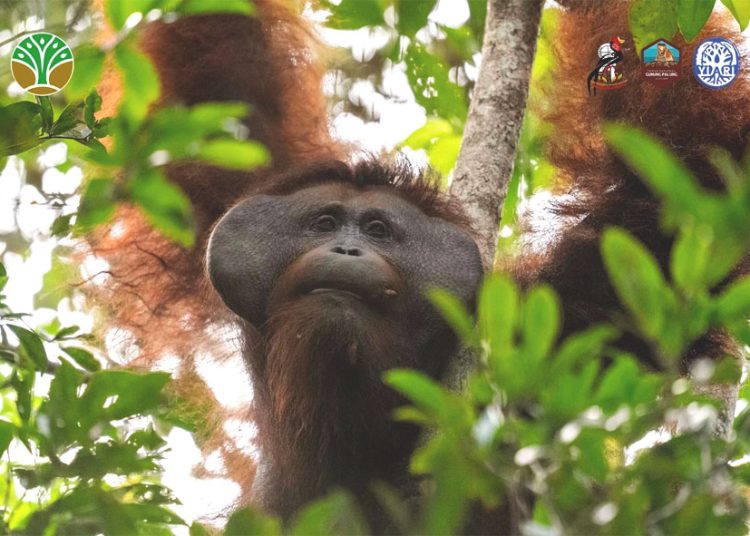 Orangutan yang berhasil dilepasliarkan dan dipulangkan kembali ke habitat alaminya di Taman Nasional Gunung Palung oleh BKSDA bersama YIARI, unsur Polri dan masyarakat. (ist)