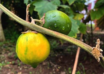 Solanum Kalimantanense, Spesies Baru Terong Berduri Asal Kalimantan