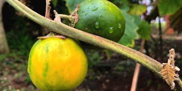 Solanum Kalimantanense, Spesies Baru Terong Berduri Asal Kalimantan