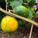 Solanum Kalimantanense, Spesies Baru Terong Berduri Asal Kalimantan