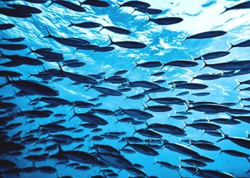 Mengkhawatirkan, Ikan Asing Invasif di Perairan Indonesia