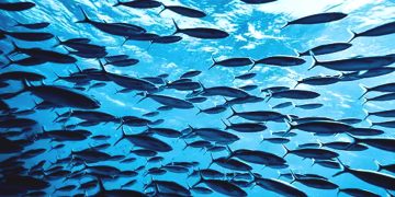 Mengkhawatirkan, Ikan Asing Invasif di Perairan Indonesia