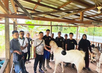 Koperasi Srikandi Jaya Sambas Kembangkan Sistem Pertanian Integrasi Lada, Kopi dan Kambing