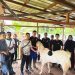 Koperasi Srikandi Jaya Sambas Kembangkan Sistem Pertanian Integrasi Lada, Kopi dan Kambing