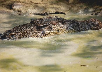 Buaya Muara 4,5 Meter Berhasil Dievakuasi dari Jawai Selatan