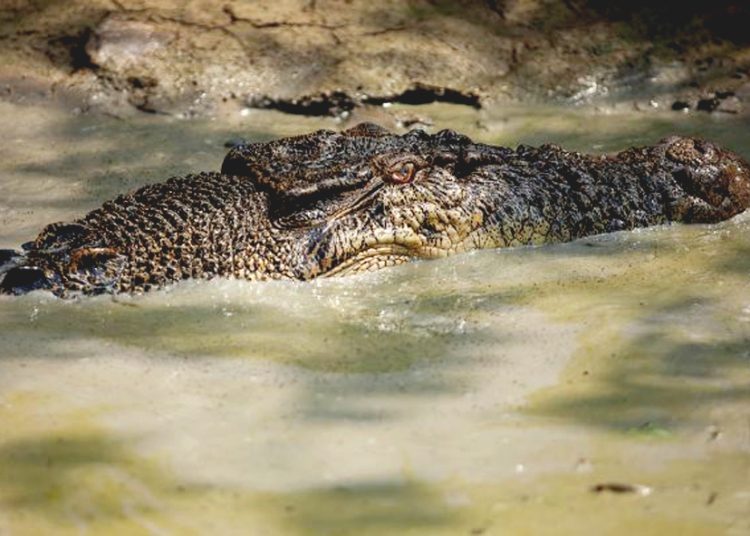 Seekor buaya muara (Crocodylus porosus) ukuran 4,5 meter berhasil dievakuasi dari jerat jaring nelayan di Desa Jelu Air, Kecamatan Jawai Selatan, Kabupaten Sambas. Satwa dilindungi itu saat ini tengah menjalani rehabilitasi di Tempat Penampungan Sementara di Kantor Balai Pengelolaan Kelautan Pontianak.(ist)