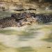 Buaya Muara 4,5 Meter Berhasil Dievakuasi dari Jawai Selatan