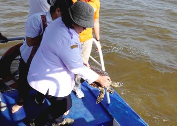 Tersangkut Jaring Nelayan, Seekor Penyu Sisik Dilepasliarkan ke Laut