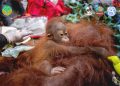 Terancam Karhutla, Induk dan Anak Orangutan Dievakuasi
