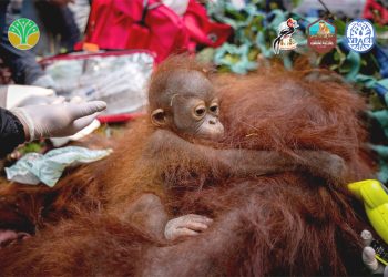 Terancam Karhutla, Induk dan Anak Orangutan Dievakuasi