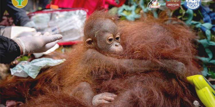 Terancam Karhutla, Induk dan Anak Orangutan Dievakuasi