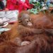 Terancam Karhutla, Induk dan Anak Orangutan Dievakuasi