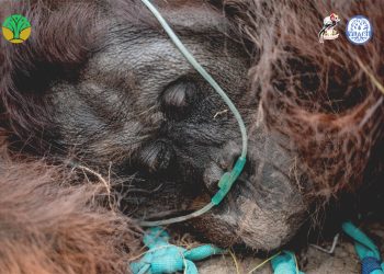 Lemas Terpapar Asap Karhutla, Orangutan Diselamatkan BKSDA dan YIARI