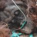 Lemas Terpapar Asap Karhutla, Orangutan Diselamatkan BKSDA dan YIARI