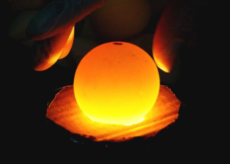 Telur Penyu saat diteropong menggunakan bantuan cahaya untuk melihat kondisi isi telur serta memantau tumbuh kembang embrio di dalamnya. (dok sealife indonesia)